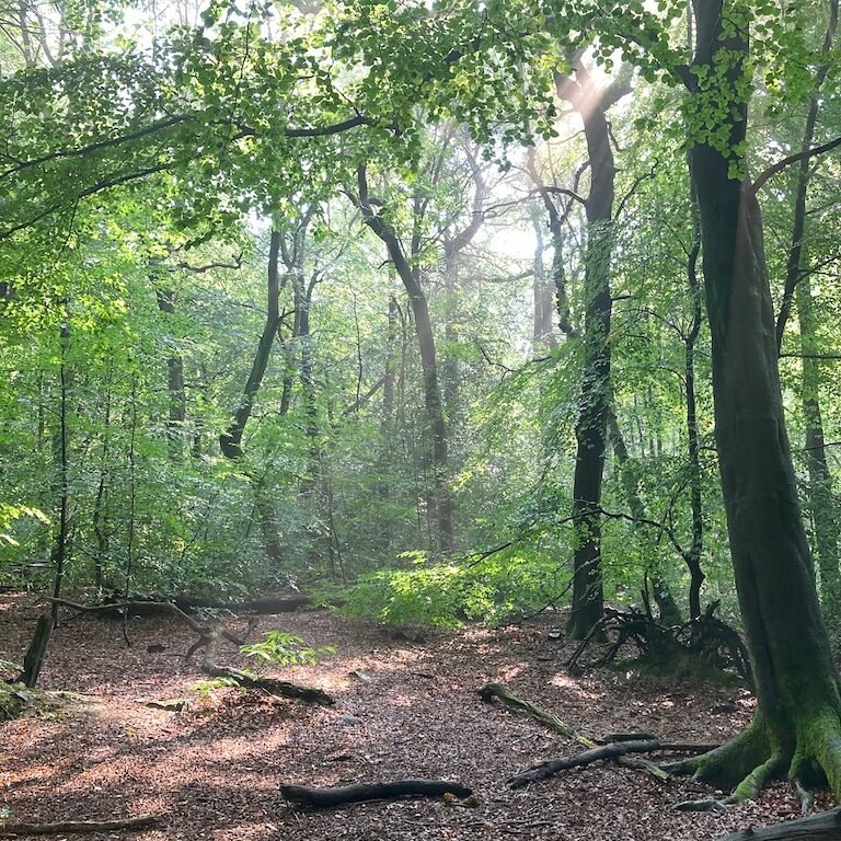 Woodland view through the trees