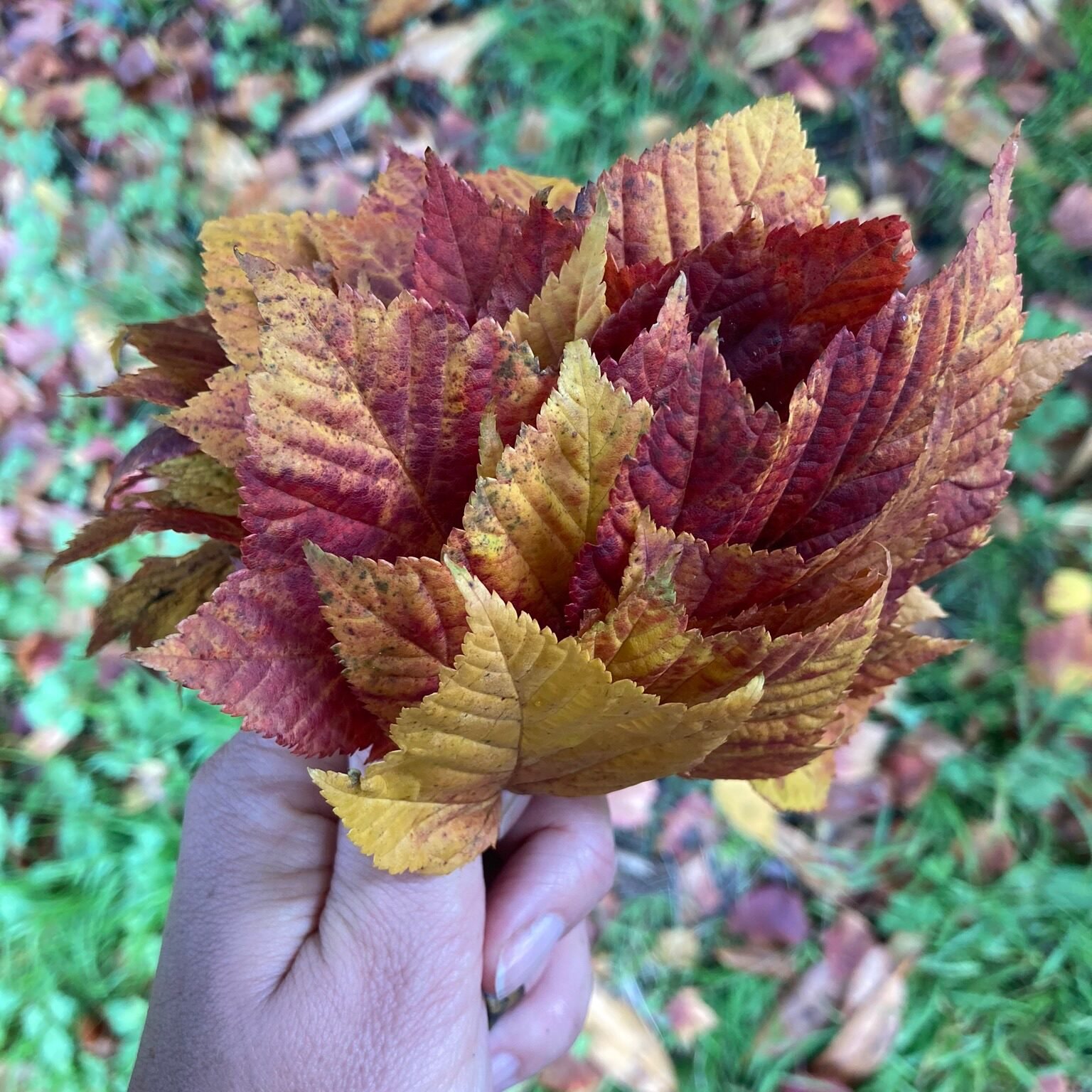 Collected leaves in hand