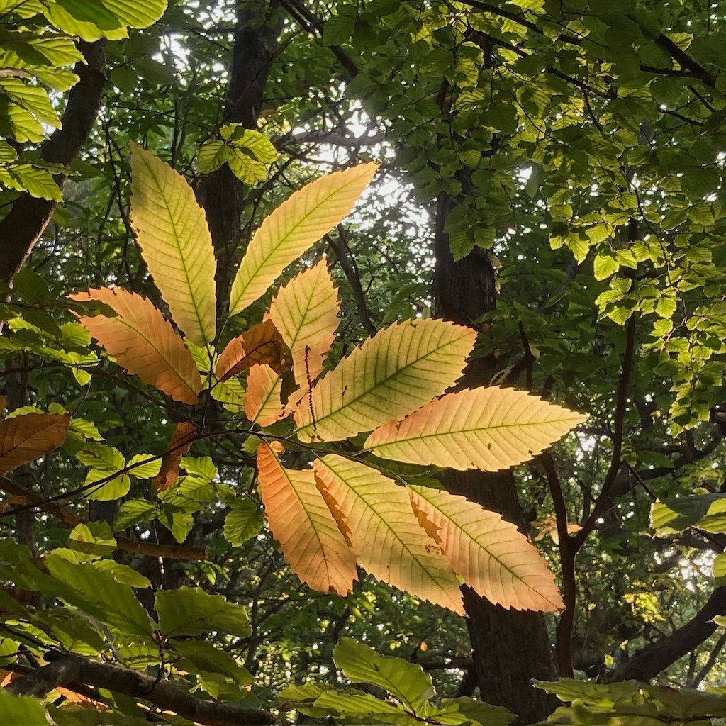 Leaves and trees