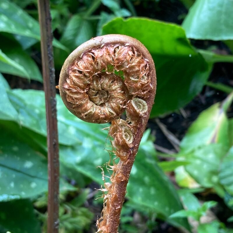 Unfurling fern in the woods